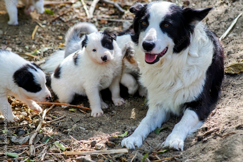 Border collies cachorros Border collies cachorros