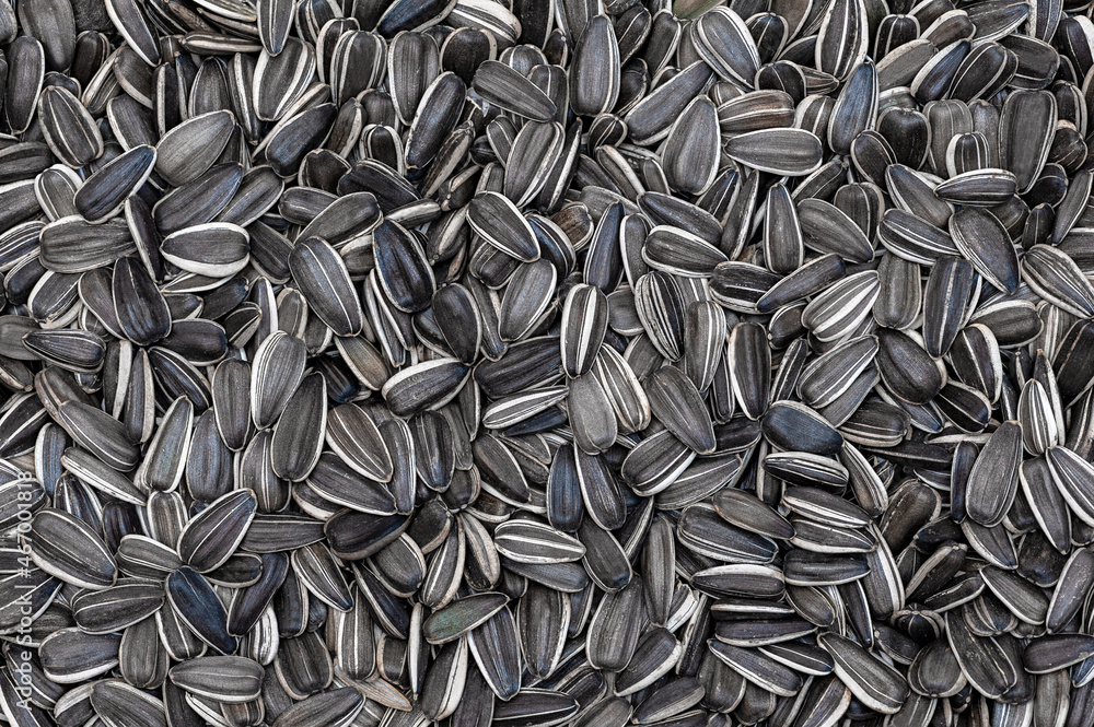 Sunflower seeds background. Food background Sunflower seeds background. Food background