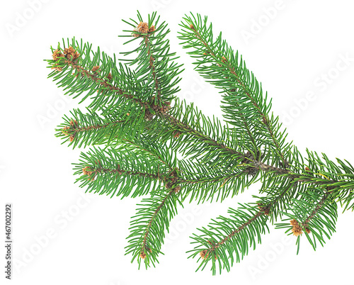 Christmas tree branch on a white background isolated. Pine branch. Fir branch.