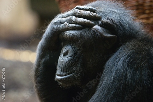 Fototapeta Naklejka Na Ścianę i Meble -  portrait of a chimpanzee