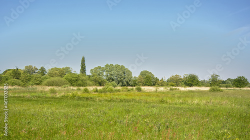 Trees and shrubs in a field with wildflowers in bourgoyen nature reserve, Ghent, Flanders, Belgium
 photo