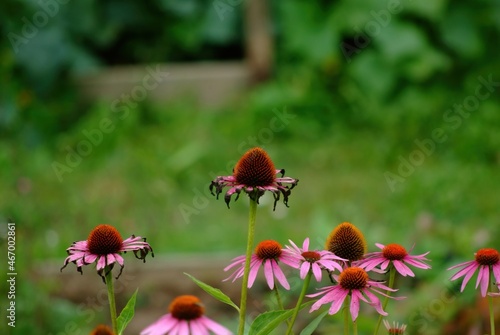 beautiful flowers begin to wither in the garden