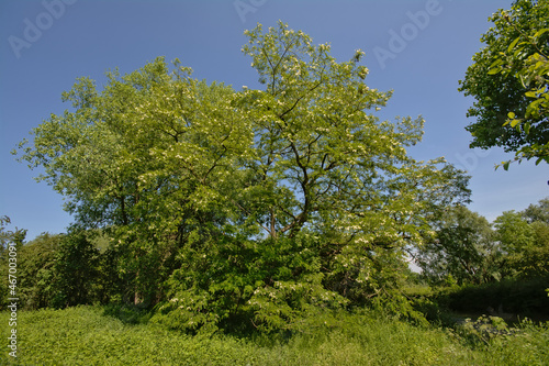 Wallpaper Mural Sunny flowering black locust tree on a clear blue skyin Bourgoyen nature reserve, Ghent, Flanders, Belgium - robinia pseudoacacia  Torontodigital.ca