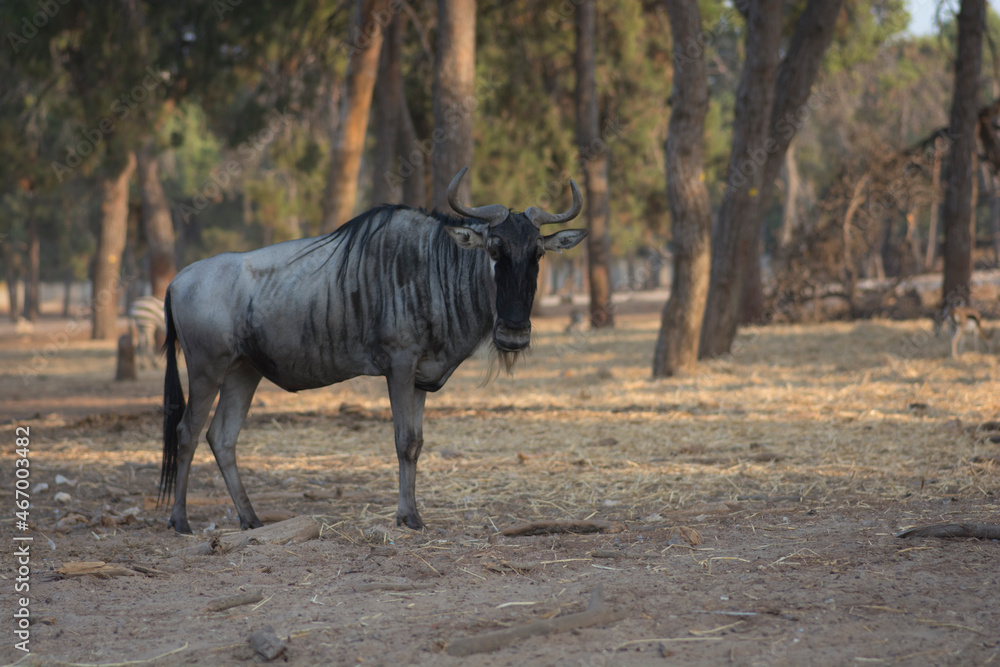 A Blue wildebeest (Connochaetes taurinus), also called the common wildebeest, white-bearded wildebeest, white-bearded gnu or brindled gnu, is a large antelope and one of the two species of wildebeest