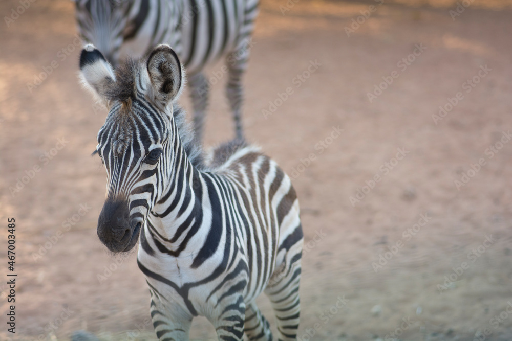 Close up of a Zebra foal, standing outdoors Close up of a Zebra foal, standing outdoors