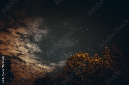 Gwiazdy i drzewa nocą