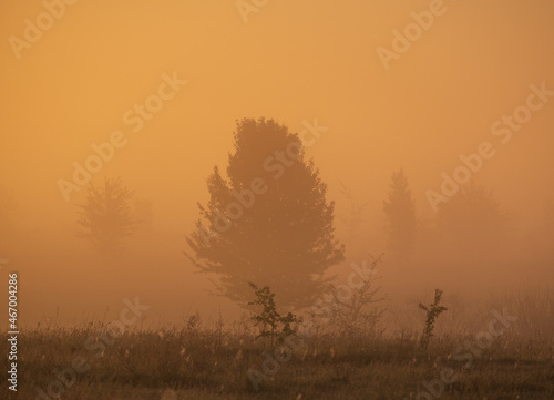 sunrise in the forest