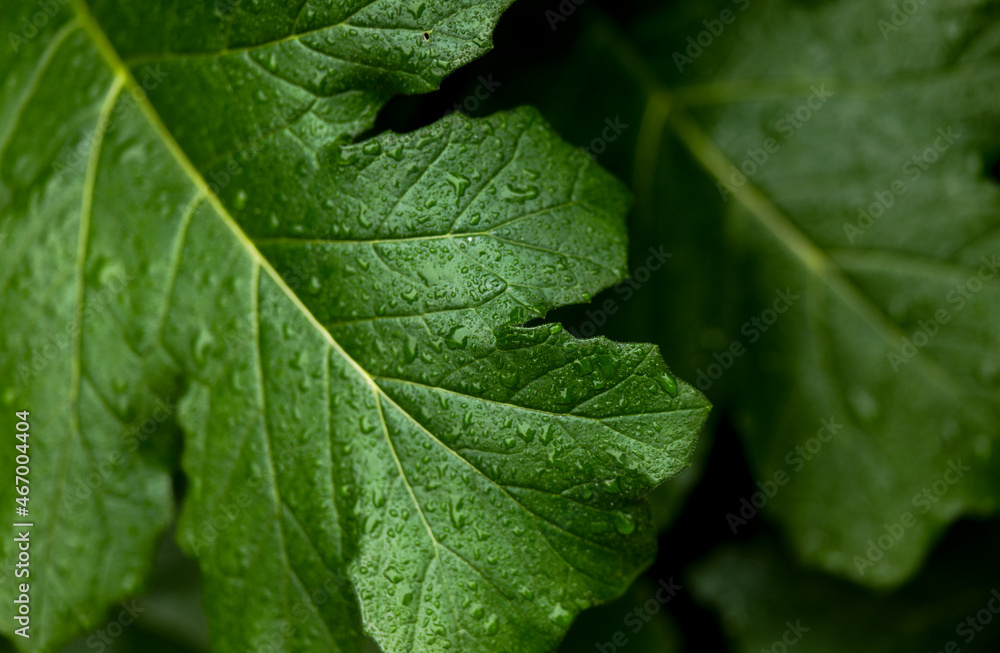 Closeup of green leaves with wáter droplet Closeup of green leaves with wáter droplet