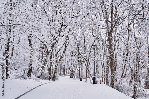 Pedestrian road in winter snow-covered city park. Winter landscape on cloudy day. Terrencourt route © IrinaK