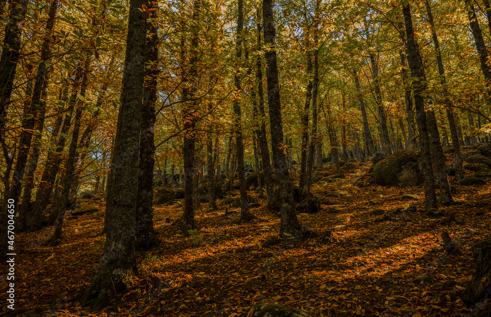 Landscape of chestnut trees forest in autumn, in El Tiemblo, Avila, Castilla y leon, Spain