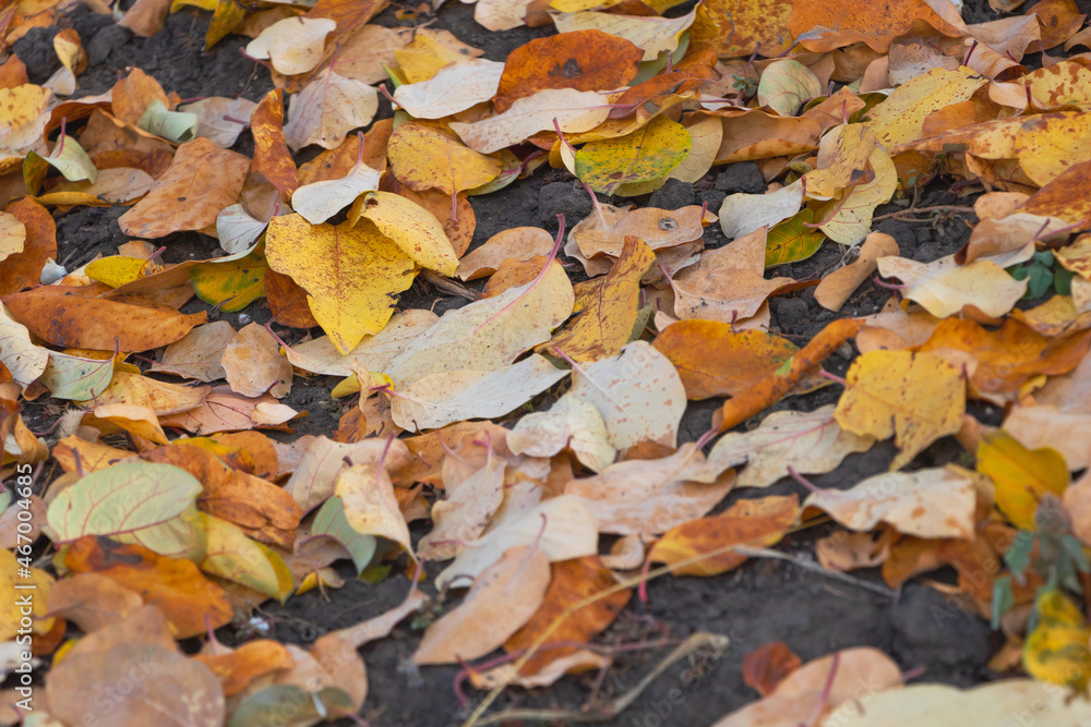 Yellow quince tree leaves fallen down in autumn Yellow quince tree leaves fallen down in autumn