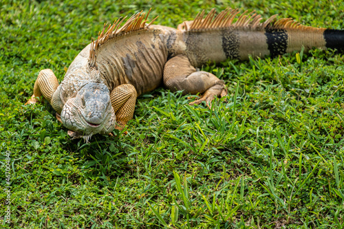 Iguana resting on the grass