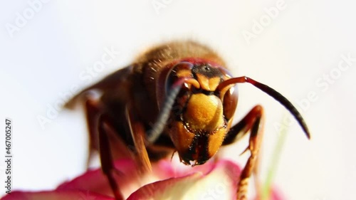 The wasp collects nectar from flowers. A wasp sits on a rose in the garden.Vespidae. Vespinae.Wasp uterus. Insect in a garden.Polistes gallicus photo