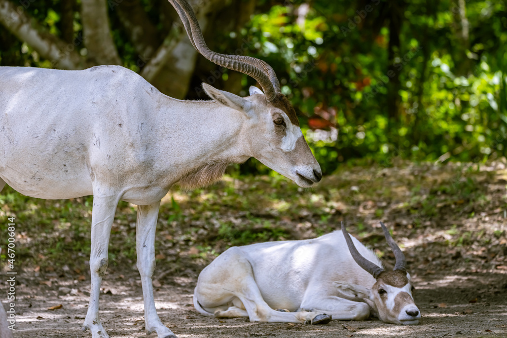 Impala resting  in wildlife reserve