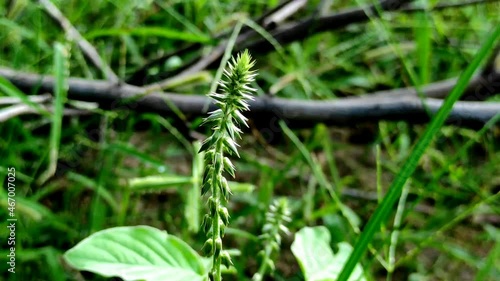 Green prickly rough chaff flowers growing in a garden