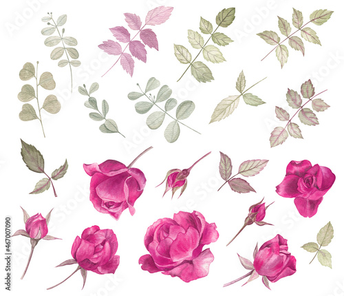 Watercolor roses hand drawn clip art, on white isolated background. There are roses, rosebuds, rose leaves and eucalyptus branches. Elegant set for cards, packaging, stickers design and scrapbooking. 