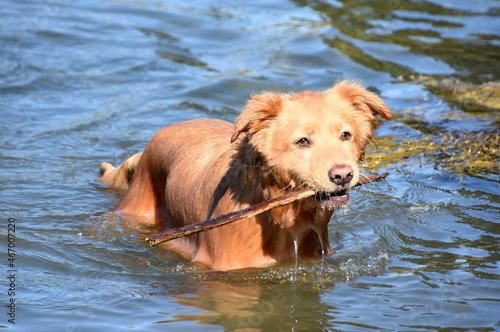 Wet Toller Dog Fetching a Stick in the Water