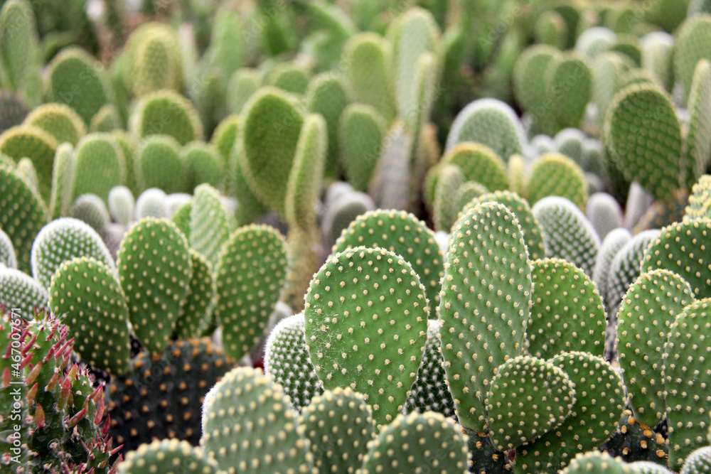 field of green cactus background field of green cactus background