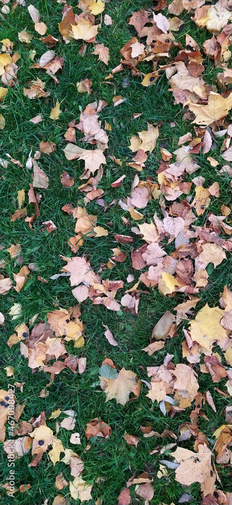 abstract autumn background - photo leaves on grass abstract autumn background - photo leaves on grass