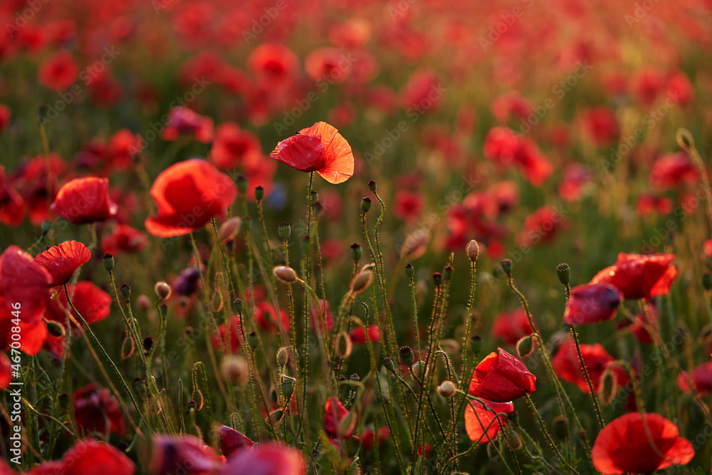 Close up of red poppy flowers on the field.