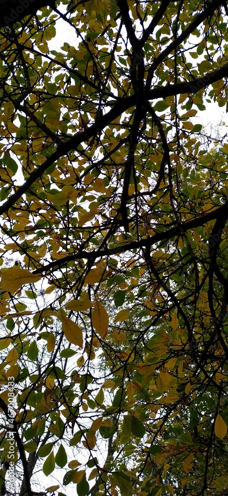 Obraz premium Autumn trees in the forest. View of the sky abstract autumn background - photo of a tree bottom view