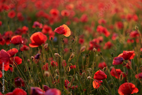 Close up of red poppy flowers on the field.