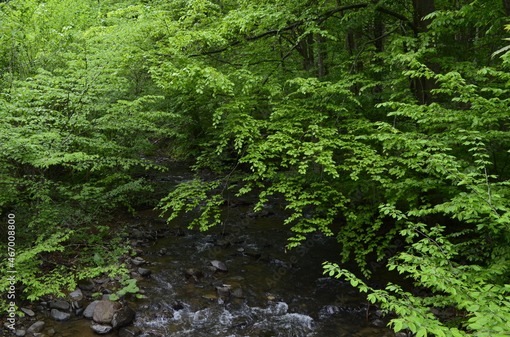 Stream in the forest Stream in the forest