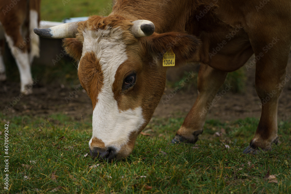 cow in the meadow