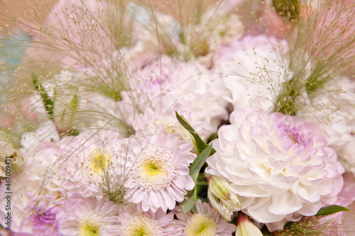 Pink Dahlia. Floral background with delicate flowers.