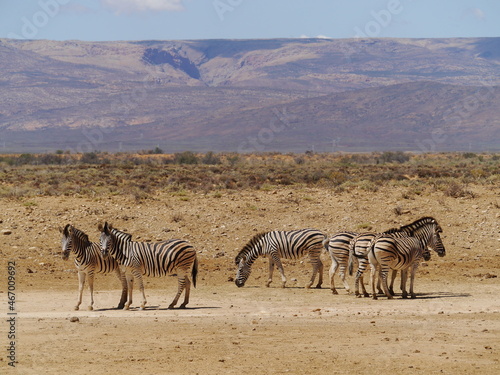 Canvas Print African Zebras Grazing in the Sun at Inverdoorn Game Reserve, a Safari in South