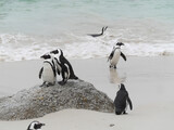 Penguins Standing on the Rocks on a Beach on a Rainy Day (Boulders Beach, Simons Town, South Africa)