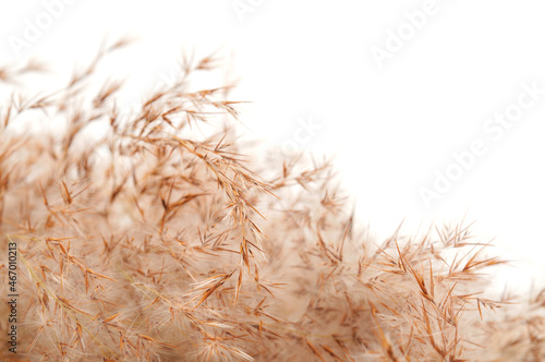 Dry reeds isolated on white background.