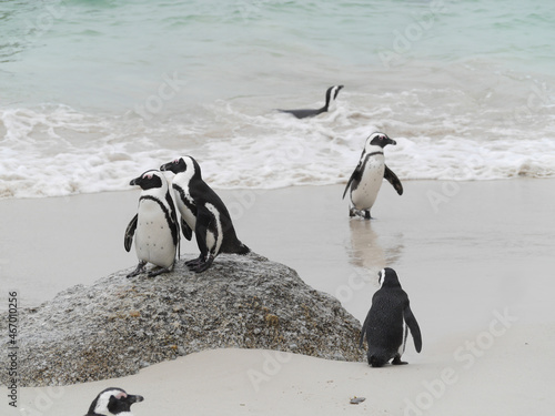 Penguins Standing on the Rocks on a Beach on a Rainy Day  Boulders Beach  Simons Town  South Africa 
