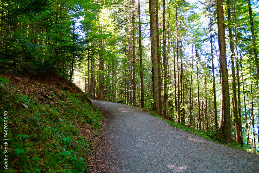a footpath in the forest with tall green trees by lake Eibsee in Garmisch-Partenkirchen by the foot of Zugspitze mountain (Garmisch, Bavaria, Germany) a footpath in the forest with tall green trees by lake Eibsee in Garmisch-Partenkirchen by the foot of Zugspitze mountain (Garmisch, Bavaria, Germany)