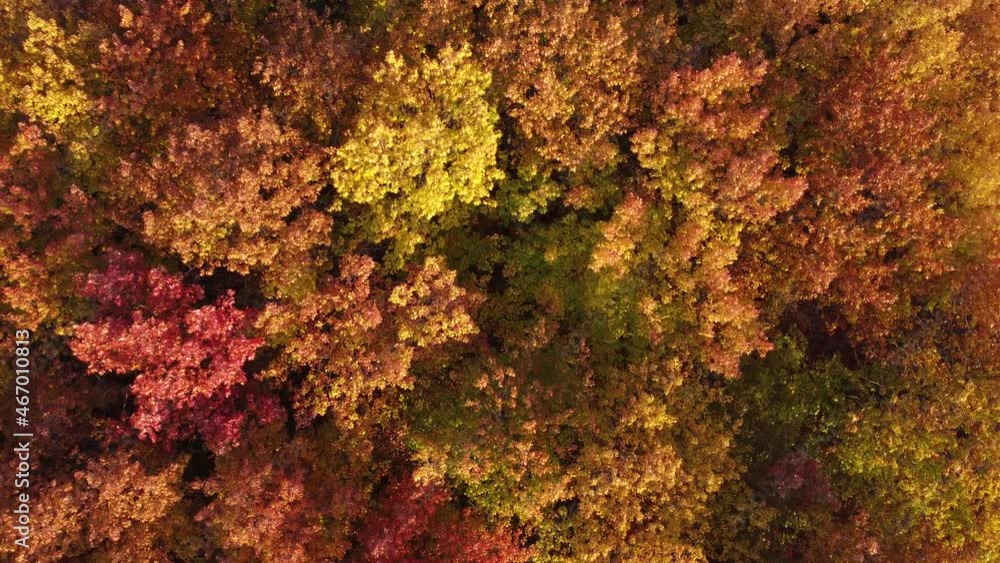 Drone flying over the autumn forest. Vibrant natural background of colorful forest. Forest with red and yellow trees aerial top view. Aerial top view of autumn trees in forest background. Drone flying over the autumn forest. Vibrant natural background of colorful forest. Forest with red and yellow trees aerial top view. Aerial top view of autumn trees in forest background.