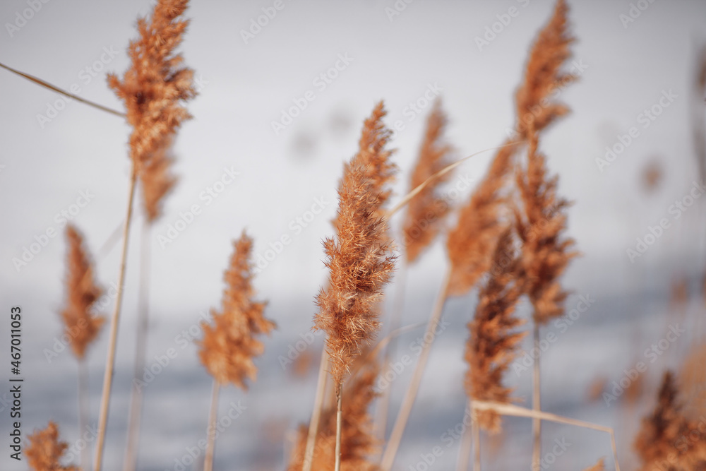 Natural background of reeds against sky. Tall light stalks of reeds sway in wind on background of frozen river. Natural background of reeds against sky. Tall light stalks of reeds sway in wind on background of frozen river.