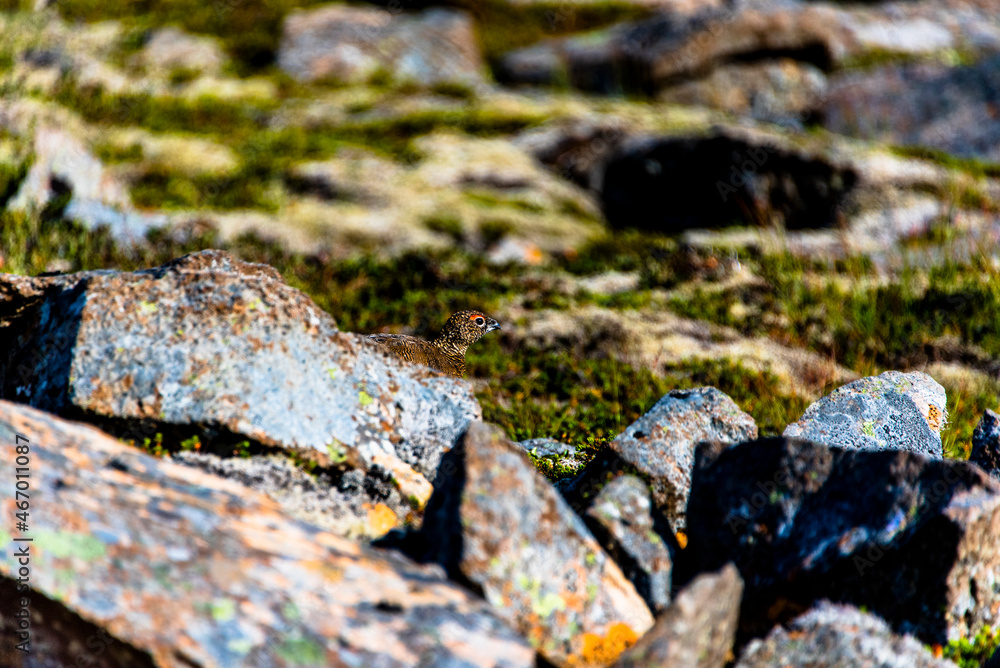 2021_08_10_snaefellsnes ptarmigan Lagopus molts among the rocks 2 2021_08_10_snaefellsnes ptarmigan Lagopus molts among the rocks 2