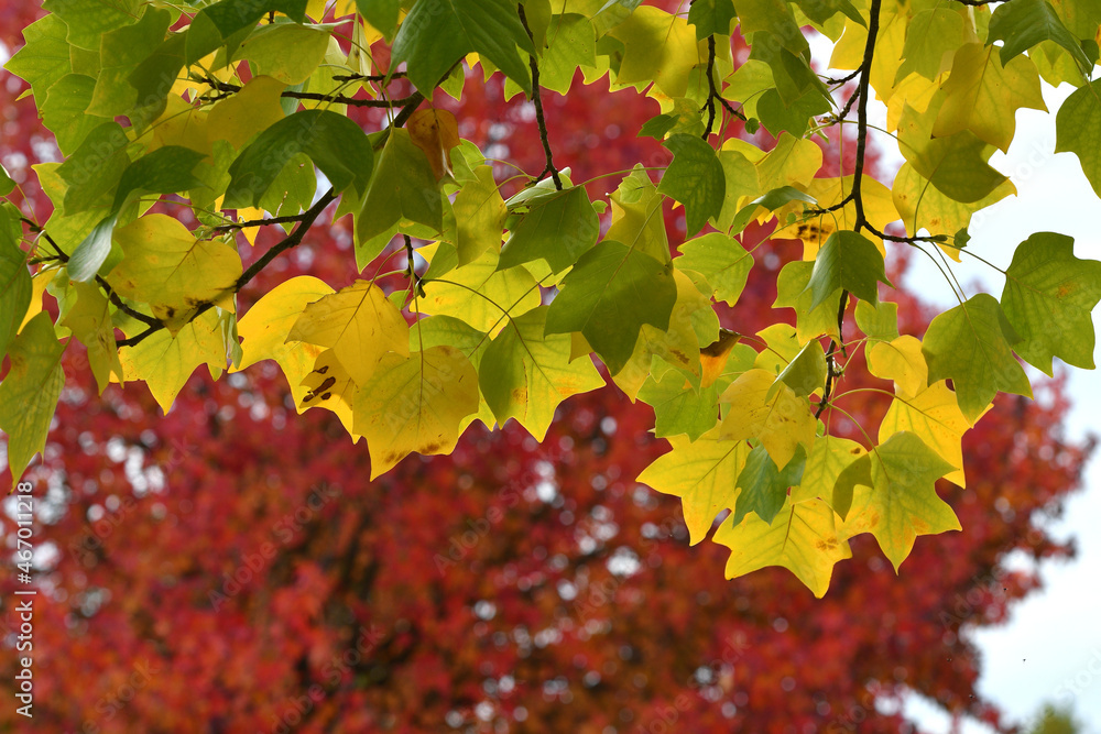 Yellow maple leaves. October, maple leaves change color in the fall season from green to yellow and red. Autumn nature concept. selective focus. Yellow maple leaves. October, maple leaves change color in the fall season from green to yellow and red. Autumn nature concept. selective focus.