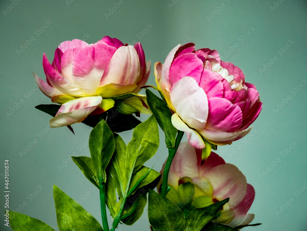 Fototapeta premium bouquet of pink tulips
