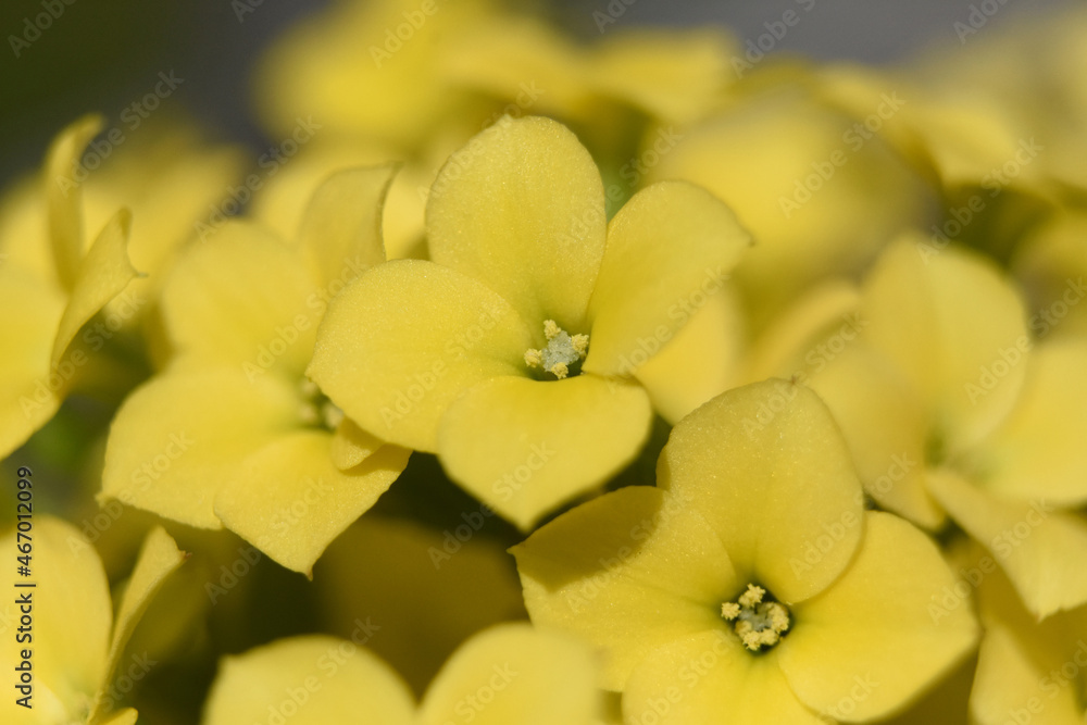 Macro Capture of Stunning Yellow Flower Blossoms Macro Capture of Stunning Yellow Flower Blossoms
