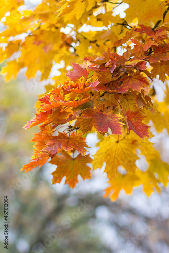 Maple in the fall. Orange tree in the park in autumn. Autumn walk around the city