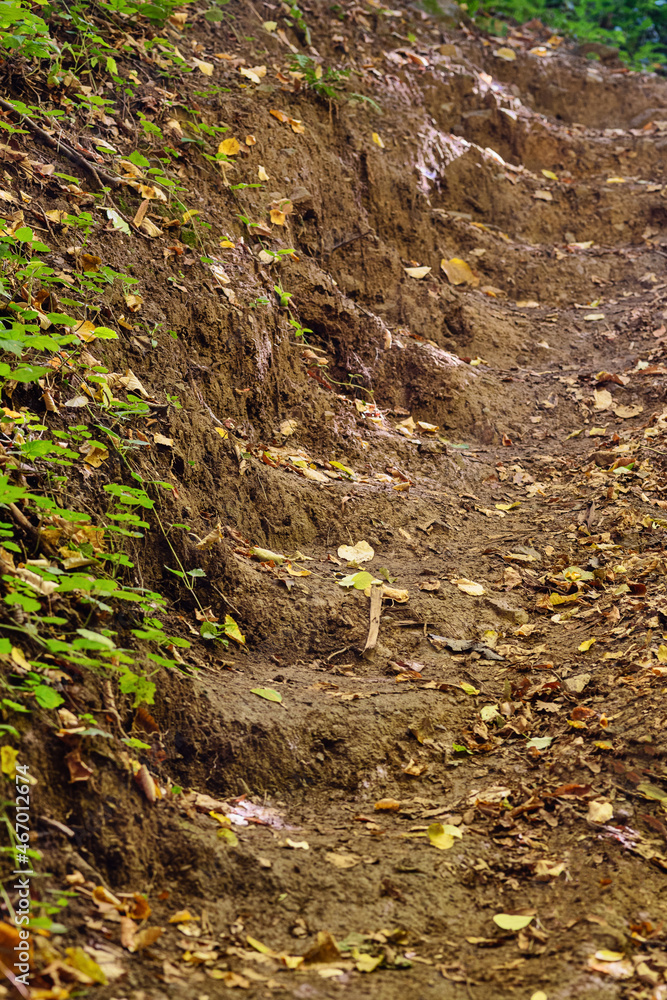 Forest dirt path. Steps in beautiful eco-trail Forest dirt path. Steps in beautiful eco-trail
