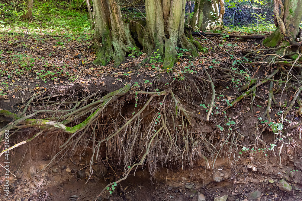 Beautiful tall tree and its roost visible on the dirt. Tree at a forest Beautiful tall tree and its roost visible on the dirt. Tree at a forest