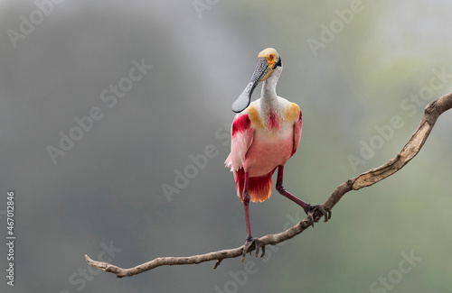 Portrait of Roseate spoonbill