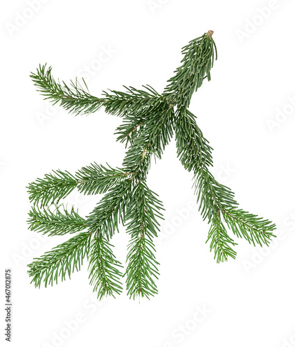 Fir branch isolated on white background. Christmas tree branch isolated on white