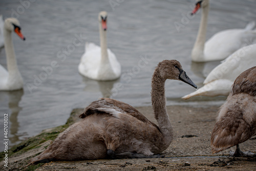 Group of swans that swim across The River Crouch from Hullbridge to Burnham on Crouch, Essex