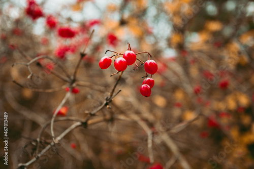 Wild Berries on the branch in forest - autumn time. Harvest of red berries - close up image.