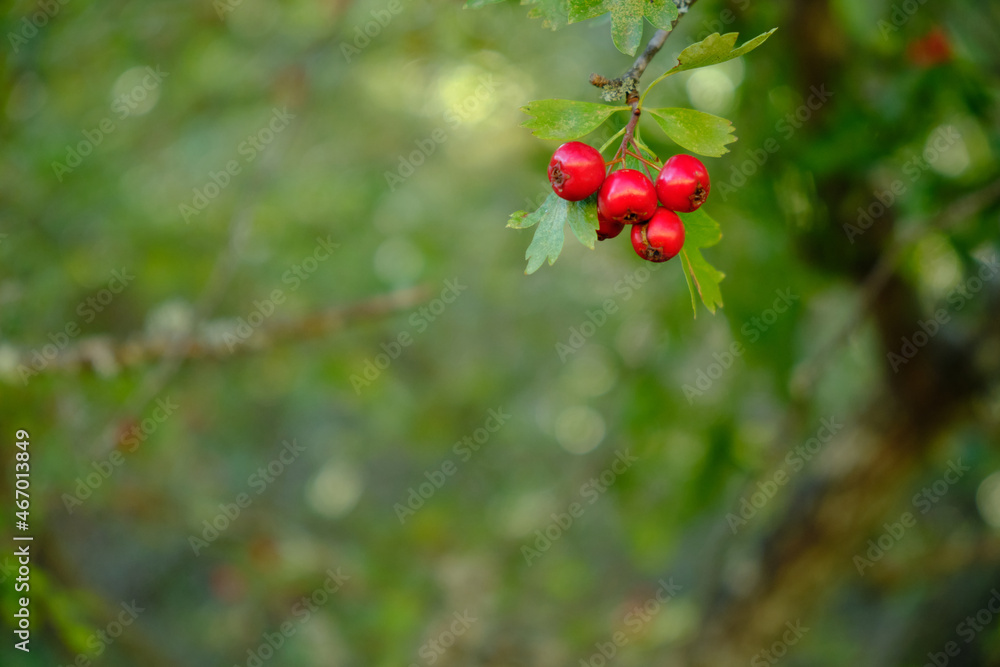 Red fruits of hawthorn. Crataegus monogyna. Red fruits of hawthorn. Crataegus monogyna.