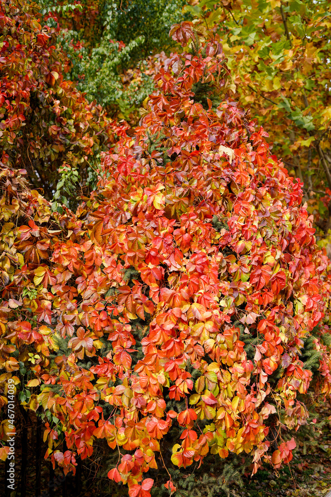 Red creeper on fence in autumn Red creeper on fence in autumn
