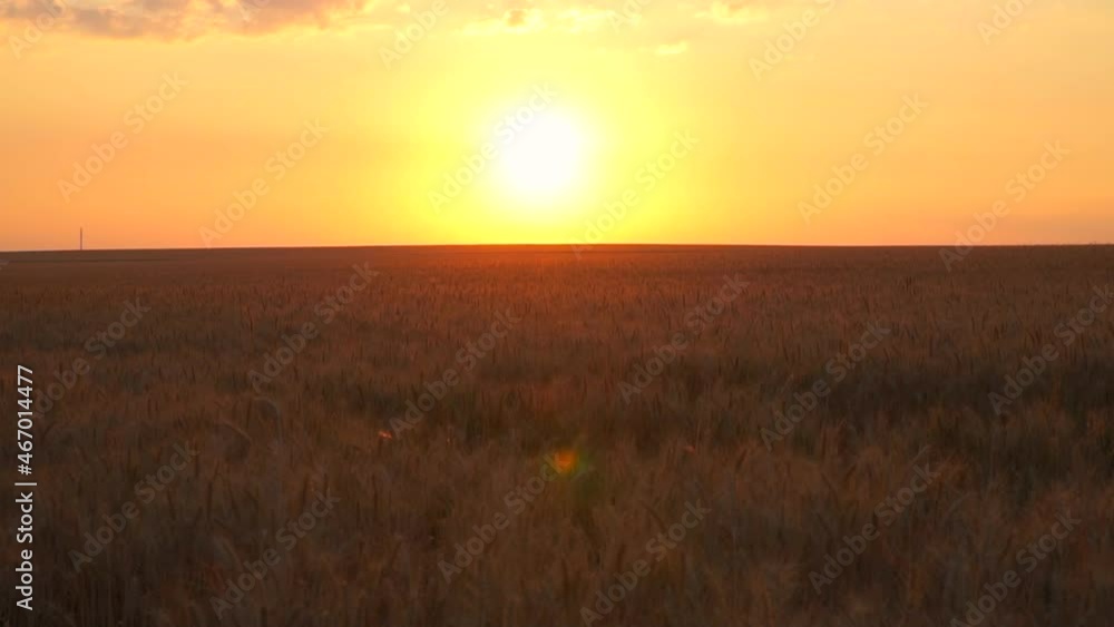 Wheat field at sunset. Rye on a summer day. Cozy golden ears. Harvest in nature. Economy of the people. The bright sun shines in the sky. Selective focus yellow. Wheat field at sunset. Rye on a summer day. Cozy golden ears. Harvest in nature. Economy of the people. The bright sun shines in the sky. Selective focus yellow.